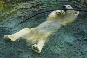 V usa zemřel nejstarší lední medvěd V usa zemřel nejstarší lední medvěd